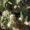 Cumulopuntia_chichensis_2